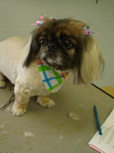 Pekinese