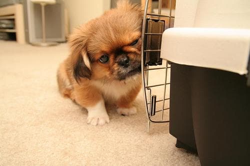 Pekinese