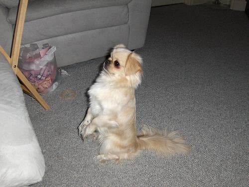 Pekinese