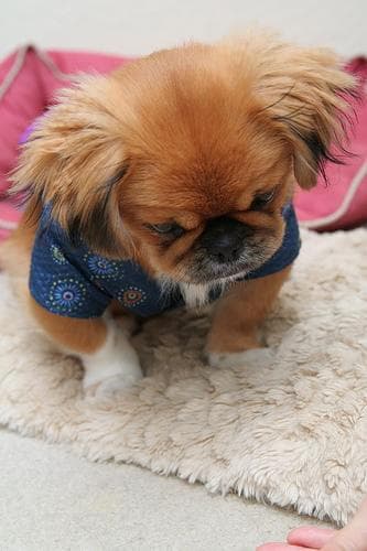 Pekinese