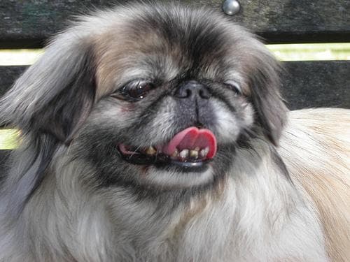 Pekinese