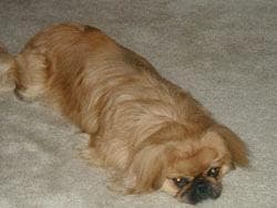 Pekinese