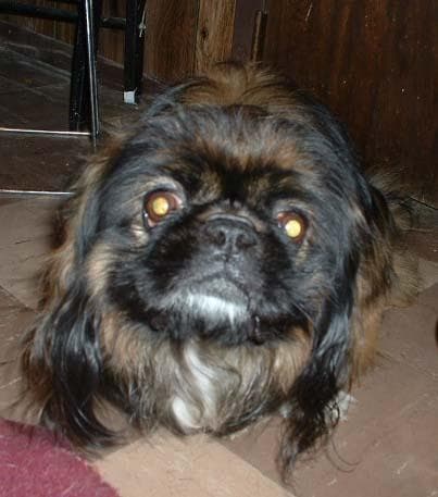 Pekinese