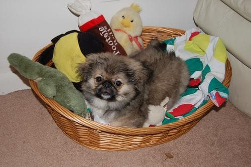 Pekinese