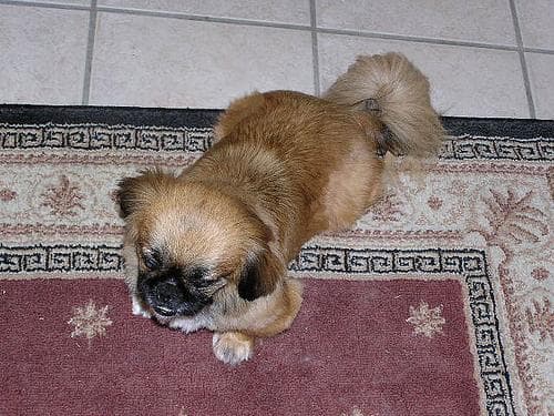 Pekinese