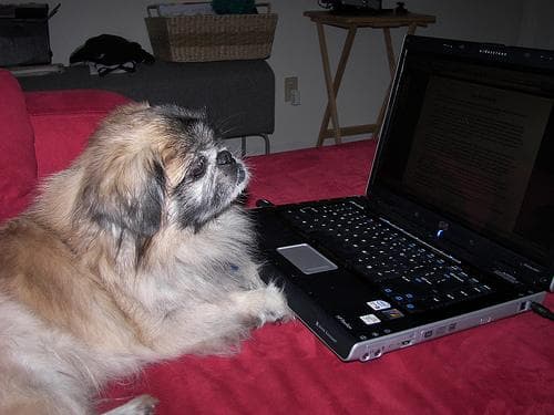 Pekinese