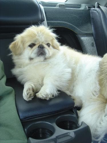 Pekinese