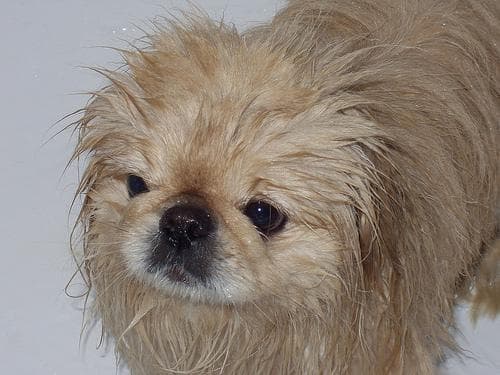 Pekinese