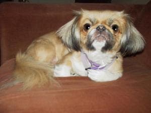 Pekinese