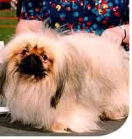 Pekinese