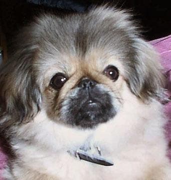 Pekinese