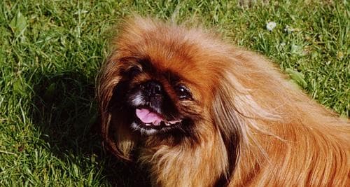 Pekinese
