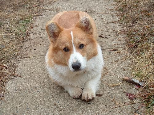Pembroke Welsh Corgi
