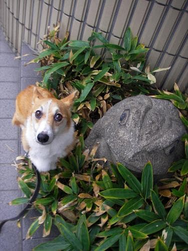 Pembroke Welsh Corgi