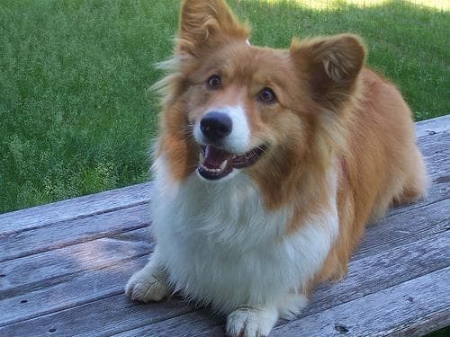 Pembroke Welsh Corgi
