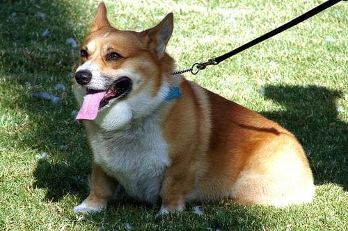 Pembroke Welsh Corgi