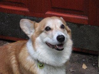 Pembroke Welsh Corgi