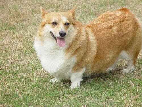 Pembroke Welsh Corgi