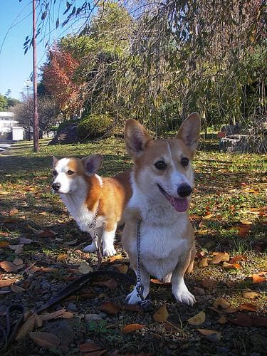 Pembroke Welsh Corgi