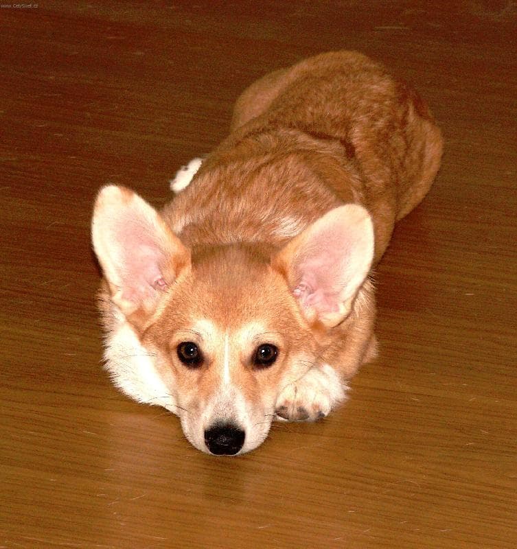 Pembroke Welsh Corgi