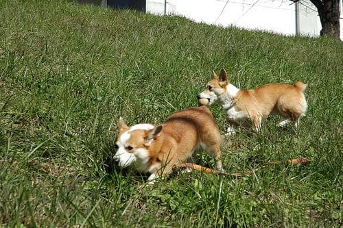 Pembroke Welsh Corgi