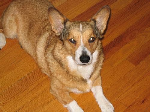 Pembroke Welsh Corgi