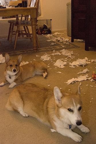 Pembroke Welsh Corgi