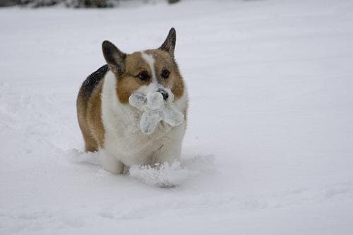 Pembroke Welsh Corgi