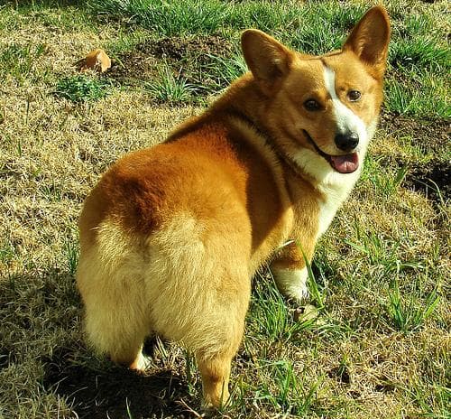 Pembroke Welsh Corgi