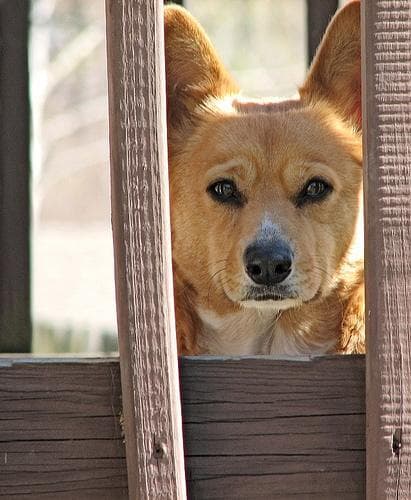 Pembroke Welsh Corgi