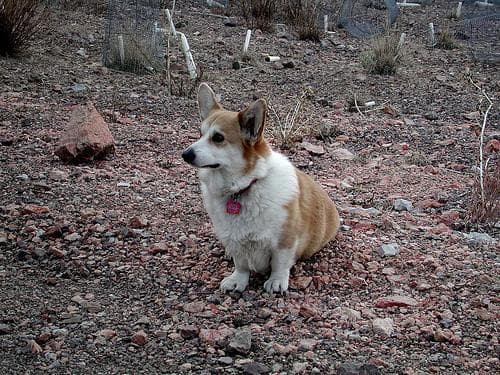 Pembroke Welsh Corgi