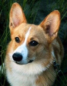 Pembroke Welsh Corgi