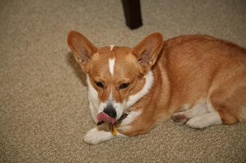 Pembroke Welsh Corgi