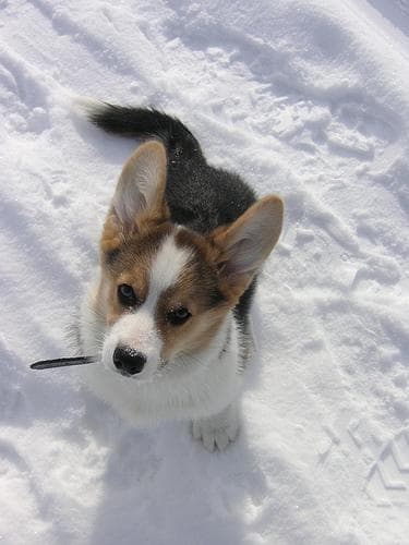 Pembroke Welsh Corgi