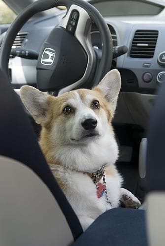 Pembroke Welsh Corgi