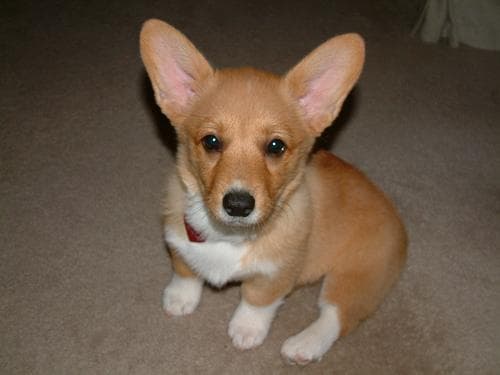 Pembroke Welsh Corgi