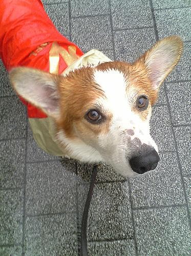 Pembroke Welsh Corgi