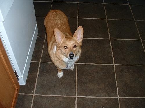 Pembroke Welsh Corgi