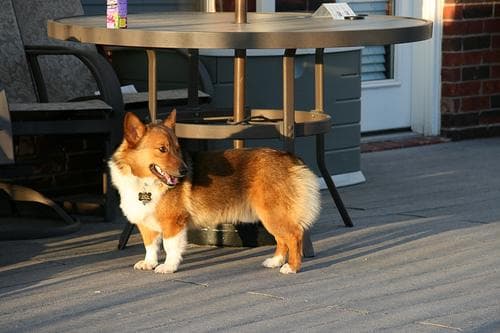 Pembroke Welsh Corgi