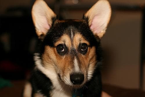 Pembroke Welsh Corgi