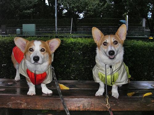 Pembroke Welsh Corgi