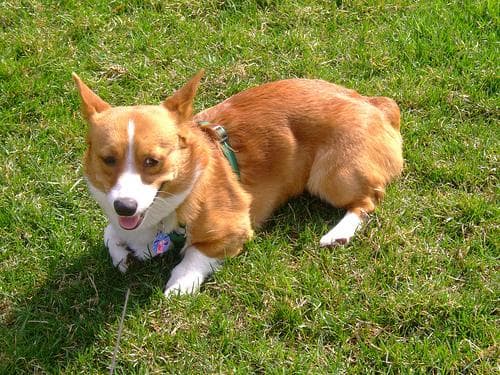 Pembroke Welsh Corgi