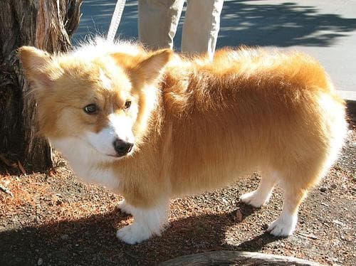 Pembroke Welsh Corgi