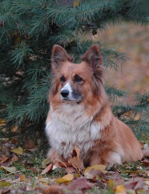 Pembroke Welsh Corgi
