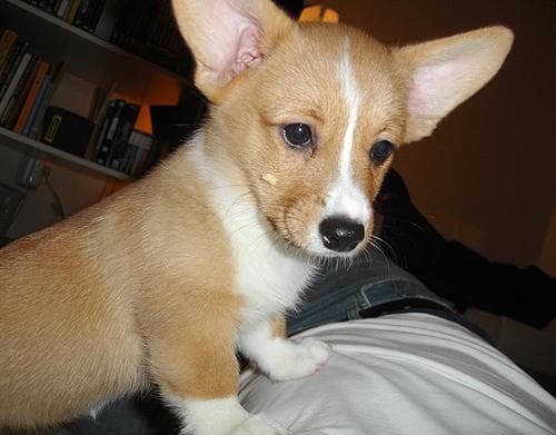 Pembroke Welsh Corgi