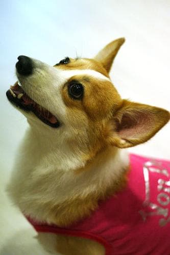 Pembroke Welsh Corgi