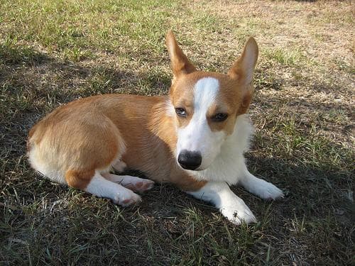 Pembroke Welsh Corgi