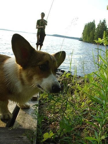 Pembroke Welsh Corgi