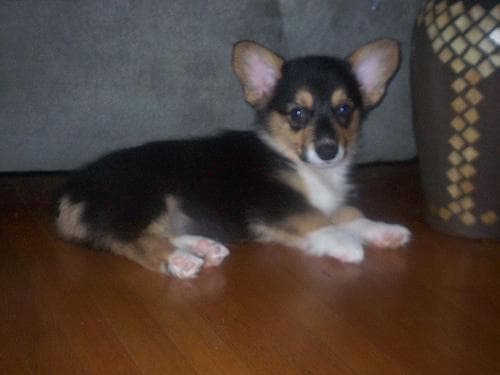 Pembroke Welsh Corgi