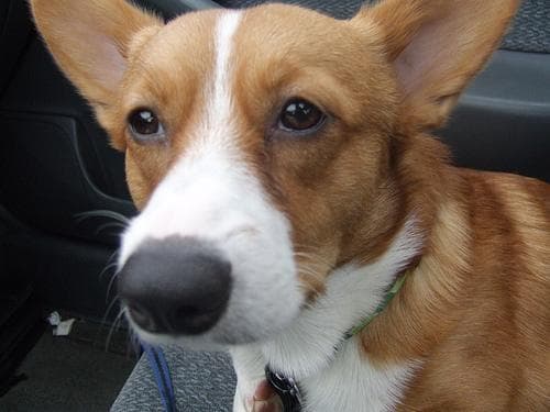 Pembroke Welsh Corgi